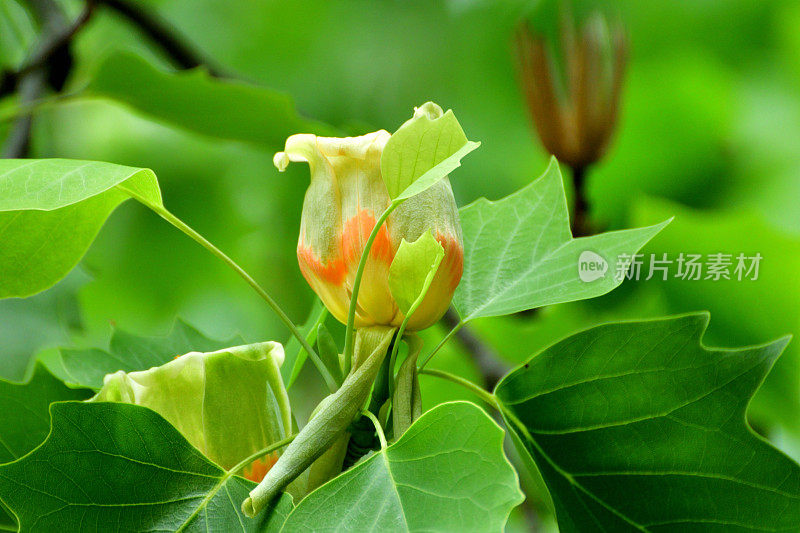 郁金香树/鹅掌楸郁金香花